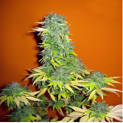 BANANA BLAZE · Dutch Passion